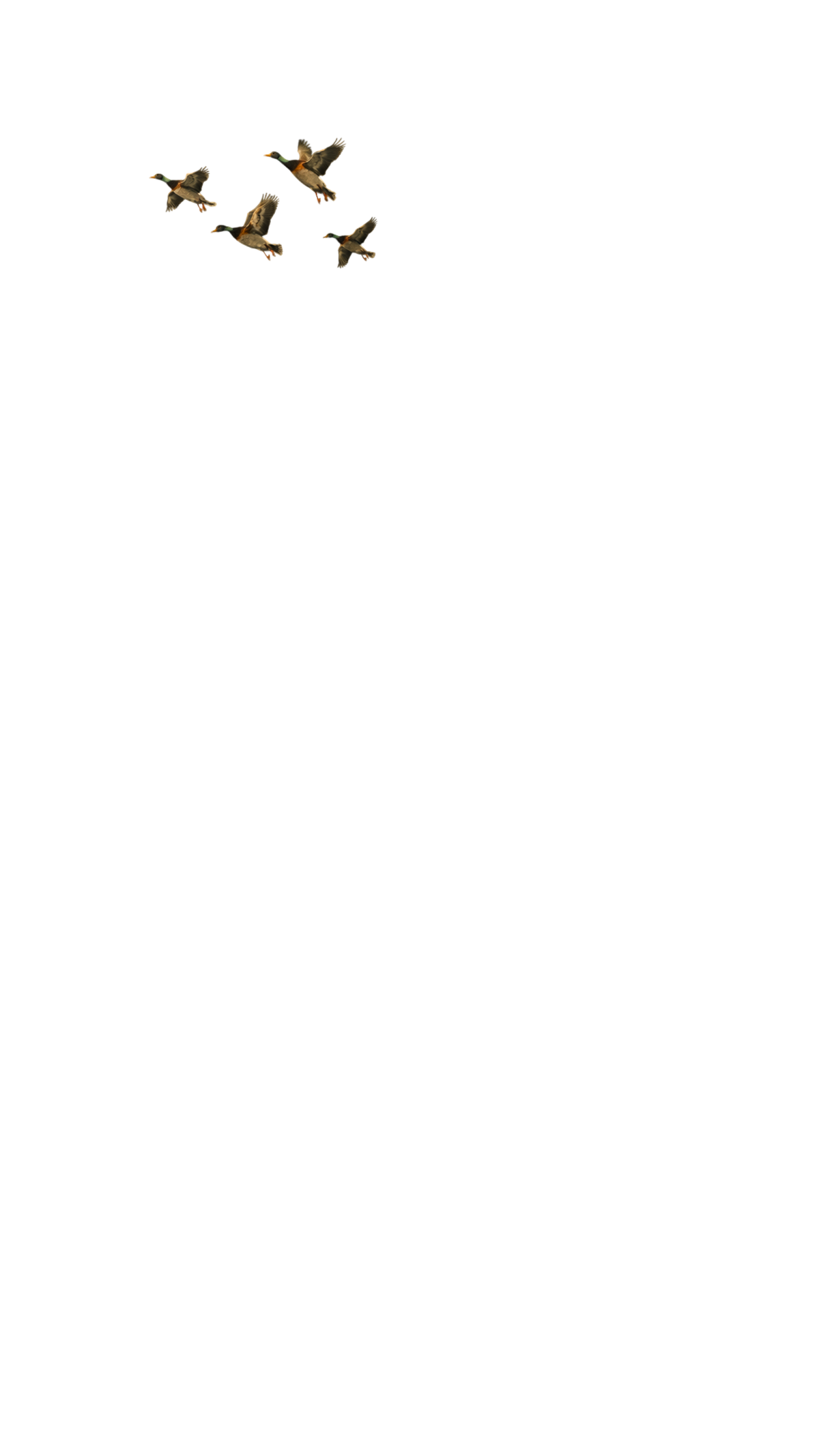 LABRADOR