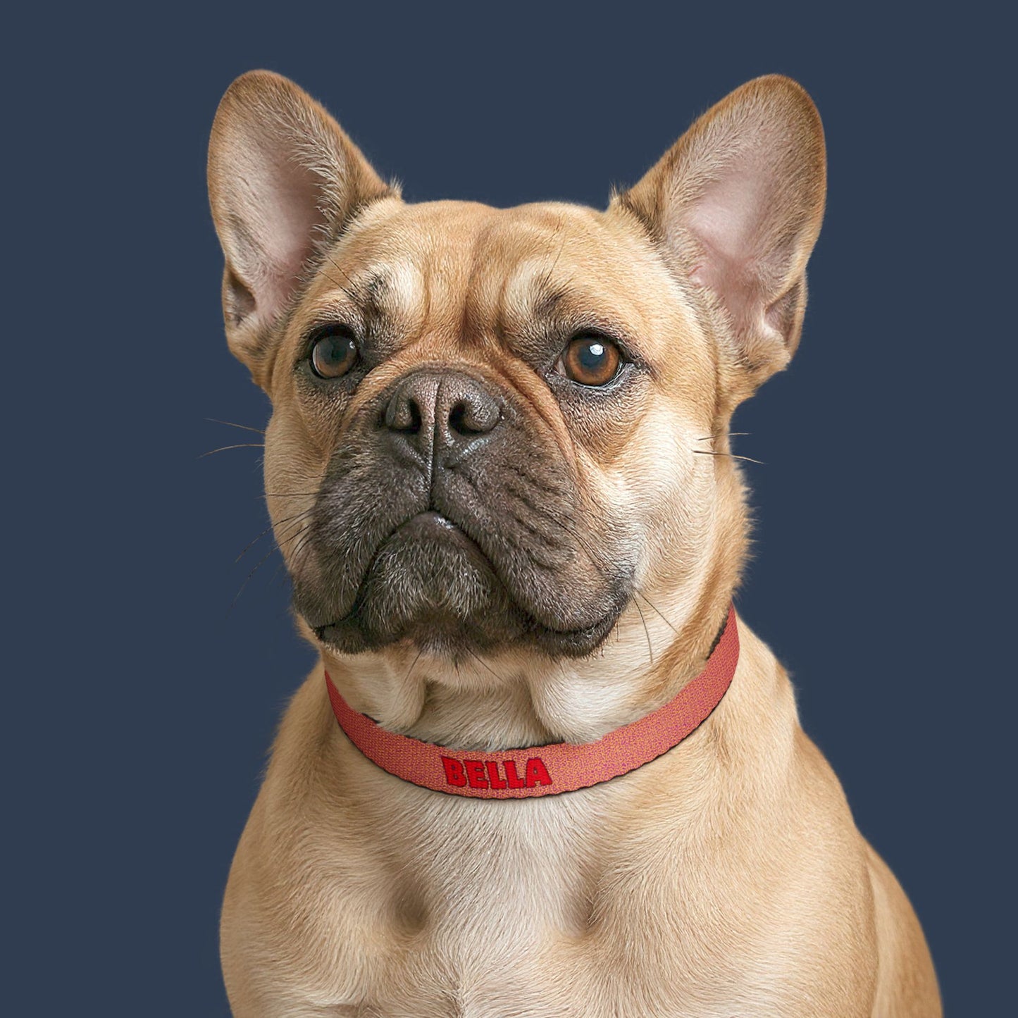Sunset Glow Clip-on Collar
