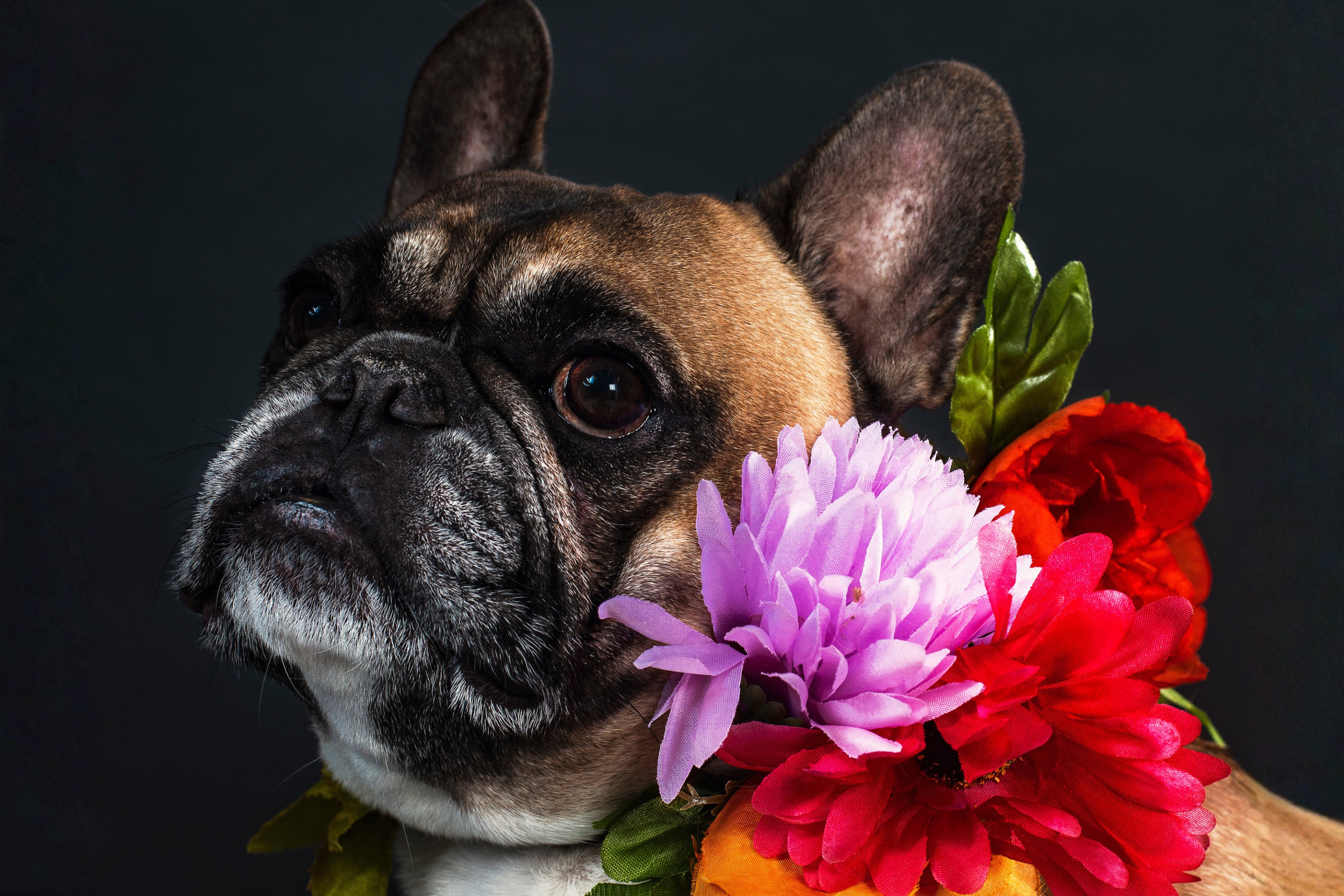 FRENCH BULLDOG