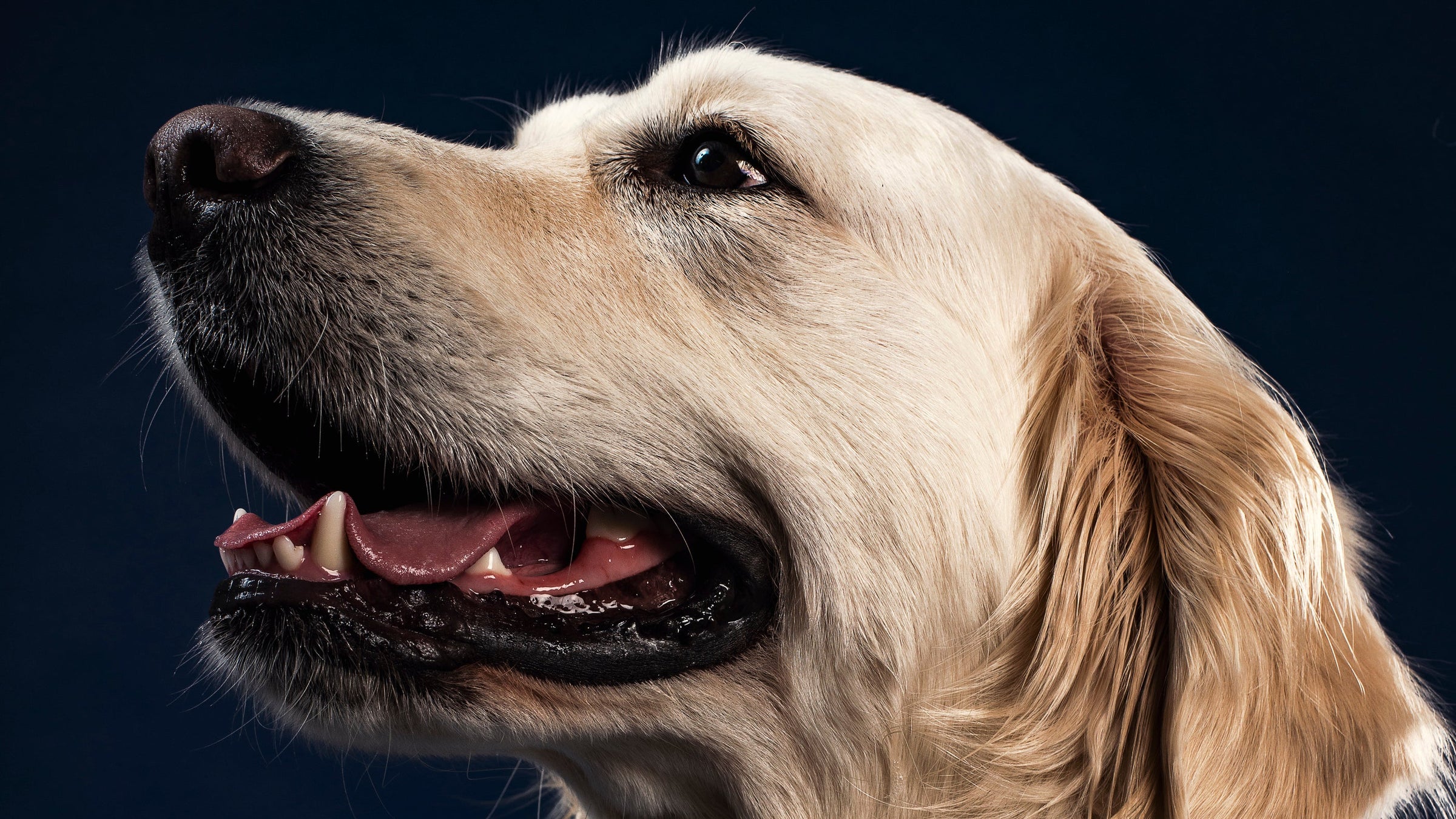 LABRADOR